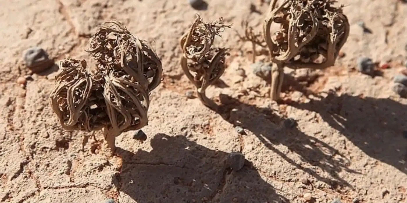 Autentica rosa de jerico propiedades y cuidados