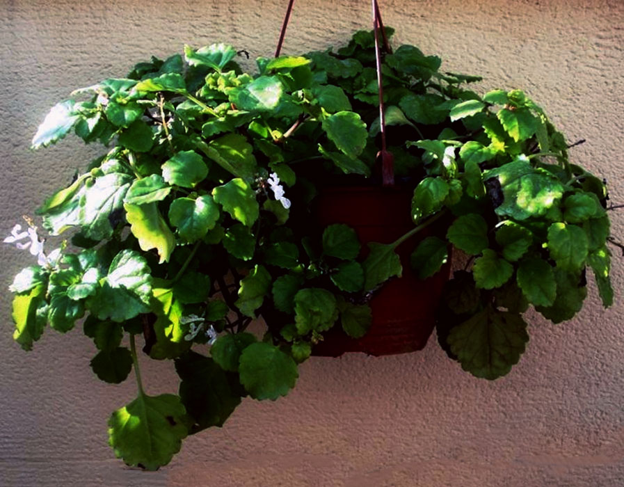 Plantas que atraen prosperidad Planta del dinero