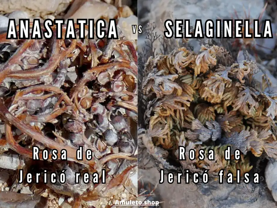 Rosa de jericó autentica